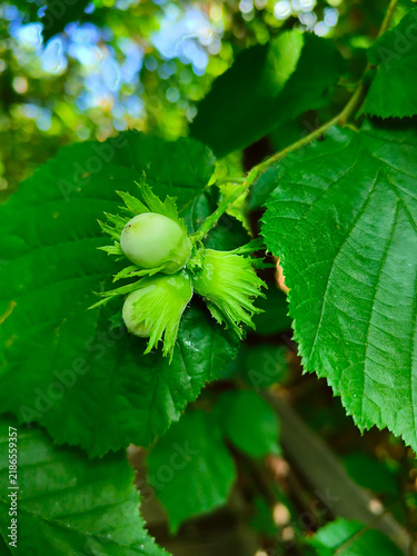Green hazelnuts growing on a hazel tree among lush leaves