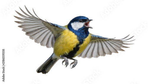 Konstfotografi Great tit bird with open beak and spread wings, isolated on transparent backgrou