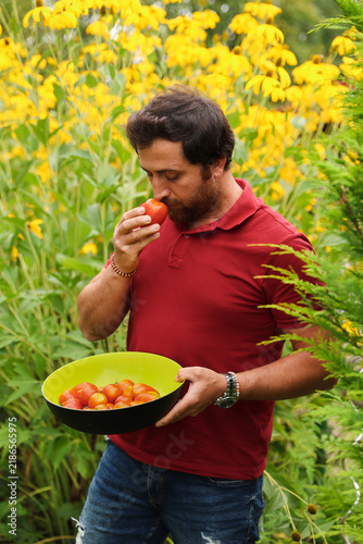Fotografie Gardener harvesting fresh homegrown vegetables on a sunny summer day