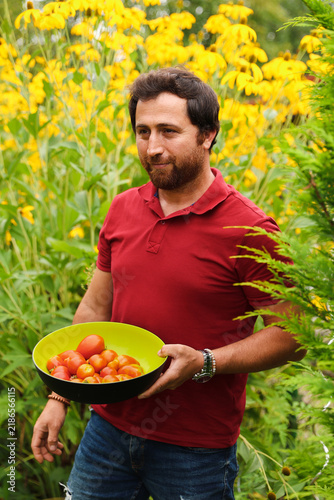 Konstfotografi Gardener harvesting fresh homegrown vegetables on a sunny summer day