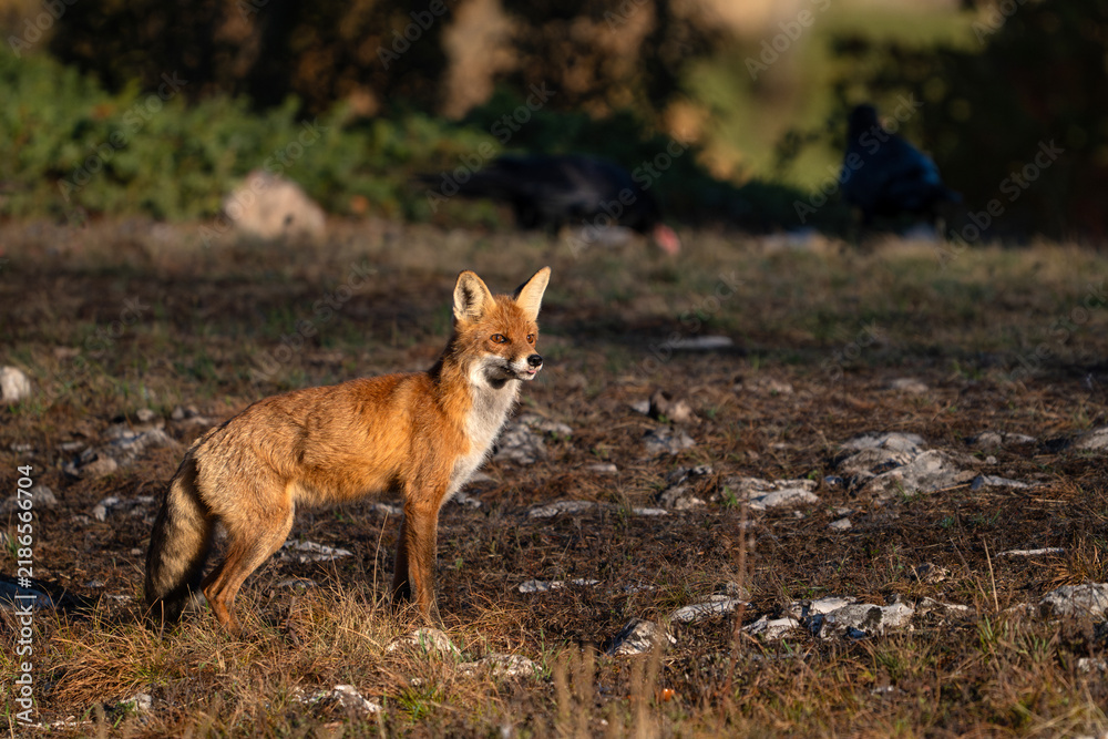 Obraz premium Wild Red Fox (Vulpes vulpes) in Natural Habitat, Wildlife