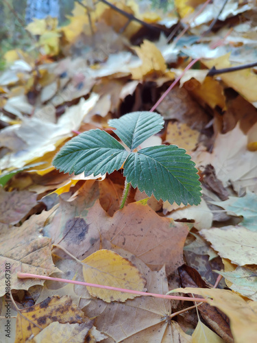 Green strawberry leaf among fallen autumn leaves in the forest