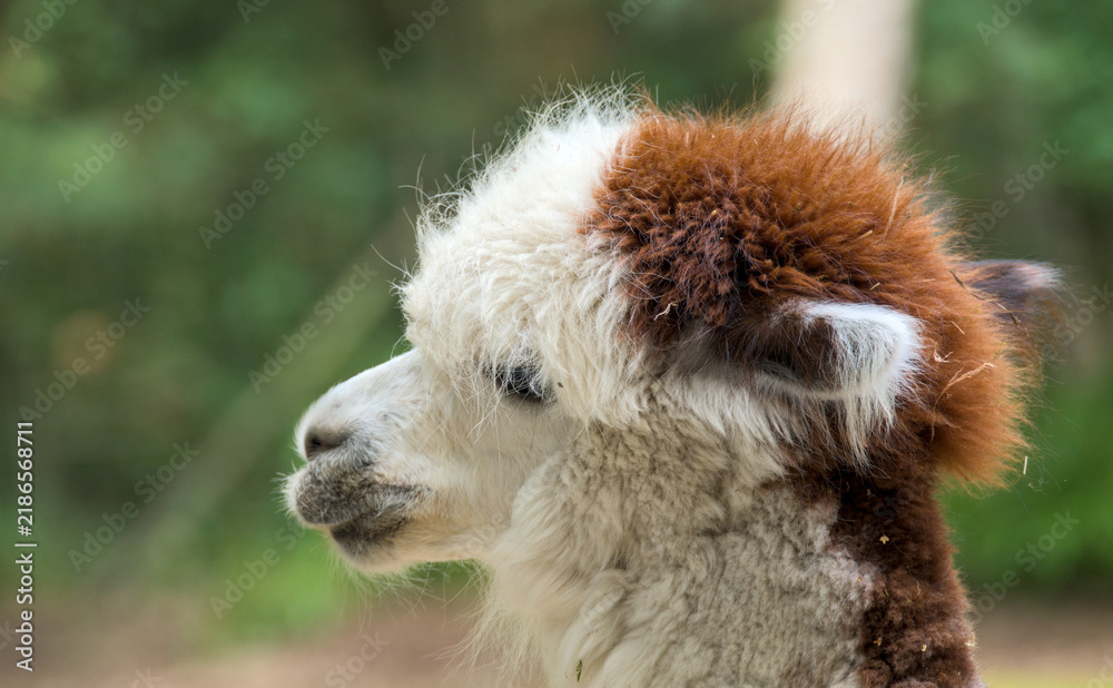 Fototapeta premium very funny portrait of an Alpaca, close up