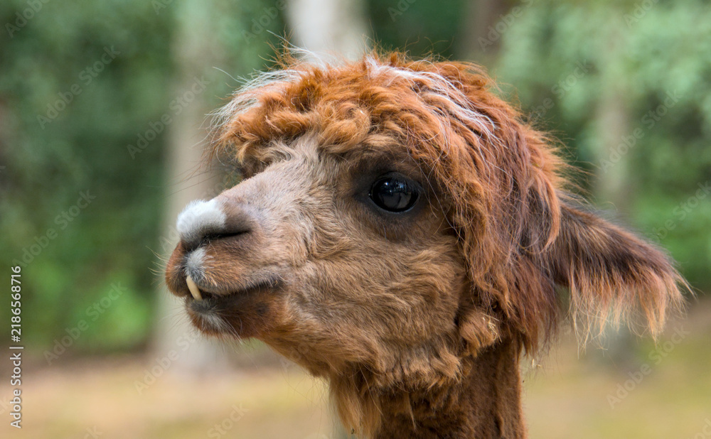 Obraz premium very funny portrait of an Alpaca, close up