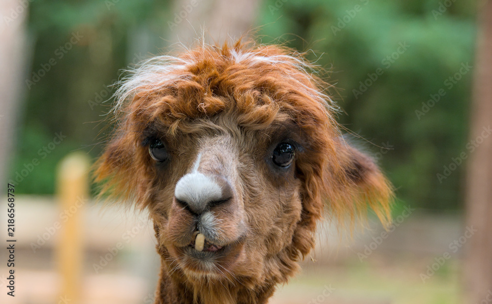 Obraz premium very funny portrait of an Alpaca, close up