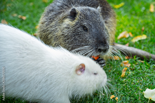 Bild auf Leinwand Nutria eating in a grassy area while another nutria is close by