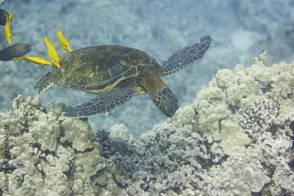 Fototapeta premium Green sea turtle being cleaned by fish above a coral reef off the Hawaiian coast