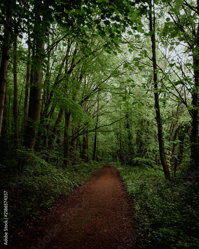 Path in the forest in springtime