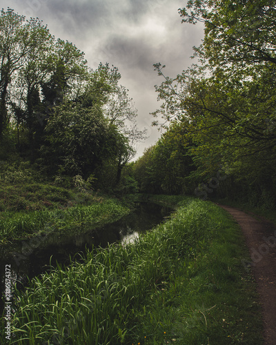 path in the forest
