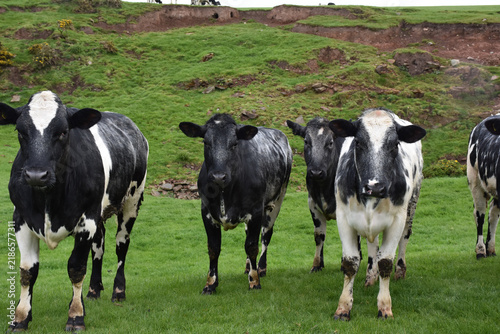 Bild auf Leinwand Dairy Cattle Grazing on British Farmland with Yellow Gorse