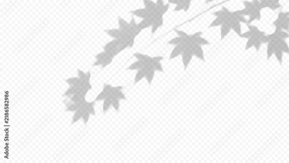 Obraz premium Easy to edit layered vector shadow. Maple leaves on transparent checkerboard. Adjust tonal layer opacity to control shadow intensity and perceived softness.