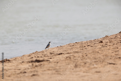 Egyptian plover (Pluvianus aegyptius), also known as the crocodile bird, is a wader, the only member of the genus Pluvianus.