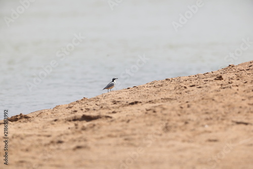 Egyptian plover (Pluvianus aegyptius), also known as the crocodile bird, is a wader, the only member of the genus Pluvianus.