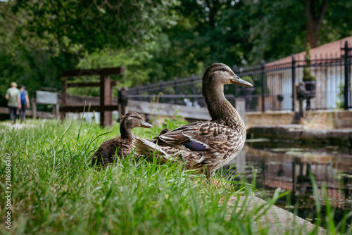 duck and ducklings