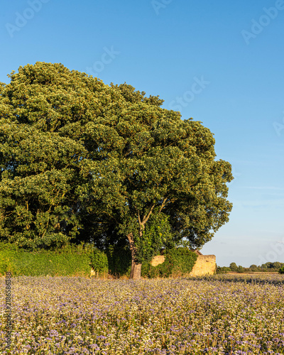 Tree in the village