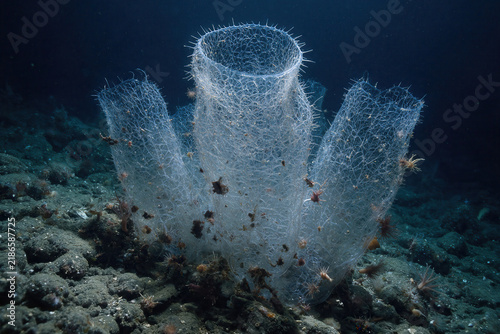 Transparent Tunicate Sea Squirt Underwater On The Dark Ocean Floor
