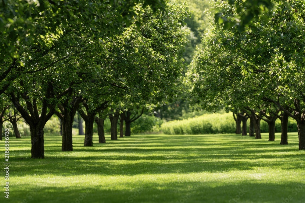 Fototapeta premium Lush green orchard with dappled sunlight filtering through abundant leaves