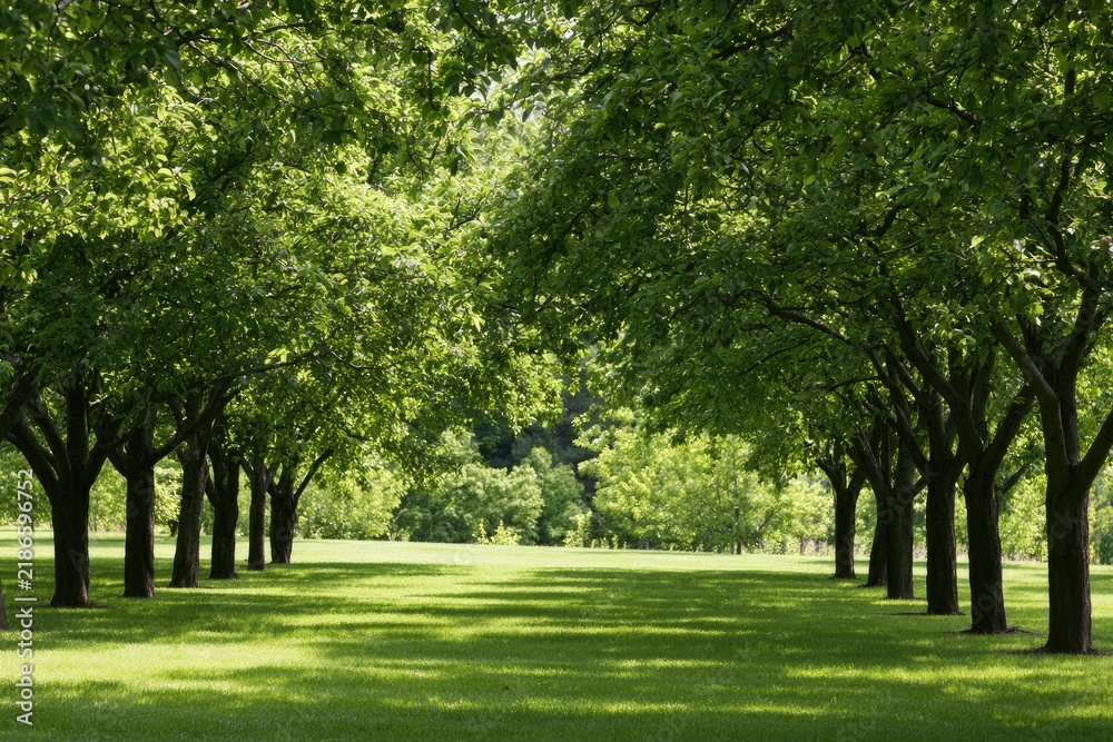 Fototapeta premium Sunlight streams through lush green trees lining a mown lawn