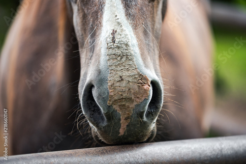Картината върху платно Close-up of horse muzzle with dry cracked skin and sunburn