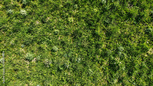 Aerial view of wild green meadow overgrown with untamed grass weeds and small wildflowers