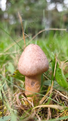 Obraz na płótnie chroogompus rutilus