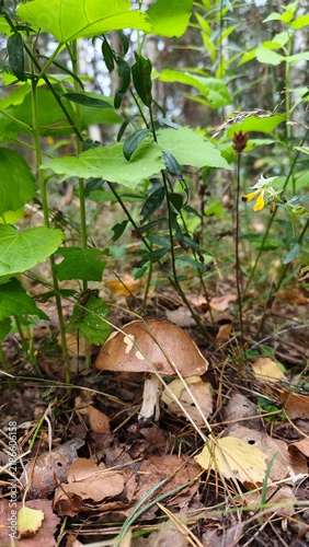 Fotografie boletus mushroom