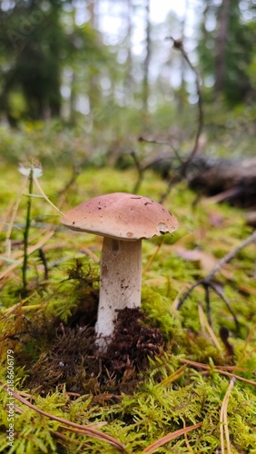 Obraz na płótnie mushroom in the forest