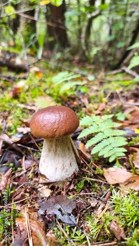 Принти на полотні boletus edulis mushroom