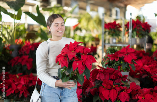 Картината върху платно Young woman in a sweater chooses a plant with red leaves Poinsettia to grow at home and in the garden