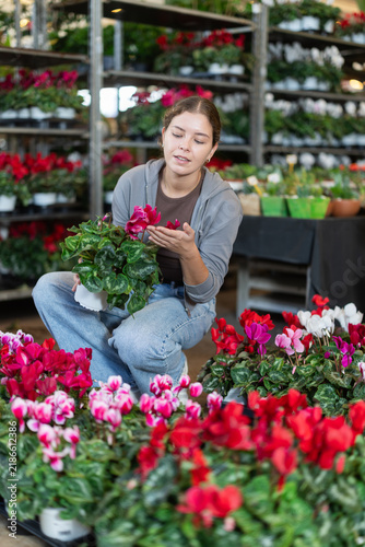 Foto Female shopper selects cyclamen flowers at a flower shop