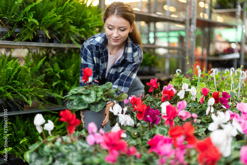 Quadro su tela Girl of a flower shop tends to cyclamen flowers