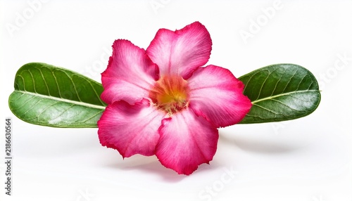pink adenium flower or desert rose isolated background