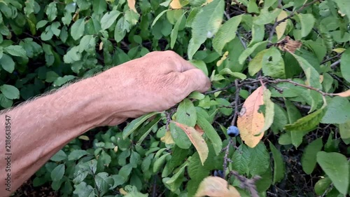 Man picking wild blackthorn berries.