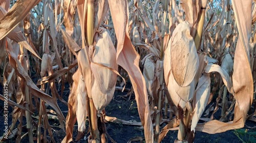 Dry corn cobs in the field.Corn harvest concept.