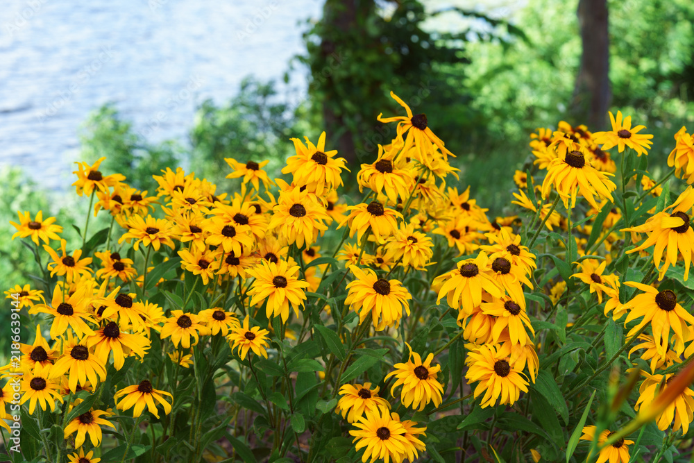 Obraz premium Rudbeckia fulgida, coneflowers or black eyed Susan in the garden, meadow or lawn. Decorative yellow flower macro, close up, nature background, floral wallpaper