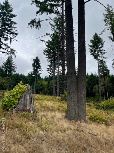 old tree stump in the open woods of the Pacific Northwest. 