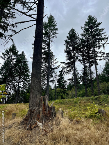 Pacific Northwest wilds