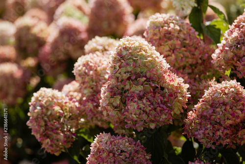 Obraz na plátně Panicle Hydrangea Flowers Transitioning from Green to White and Pink