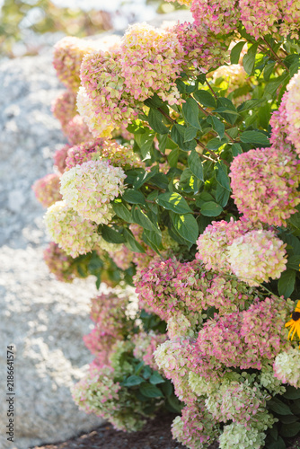 Принти на полотні Panicle Hydrangea Flowers Transitioning from Green to White and Pink