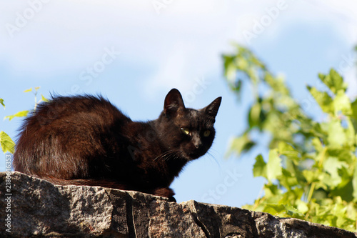 Konstfotografi beautiful cat is sitting on the fence.