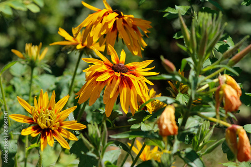 Foto blooming rudbeckia in the garden