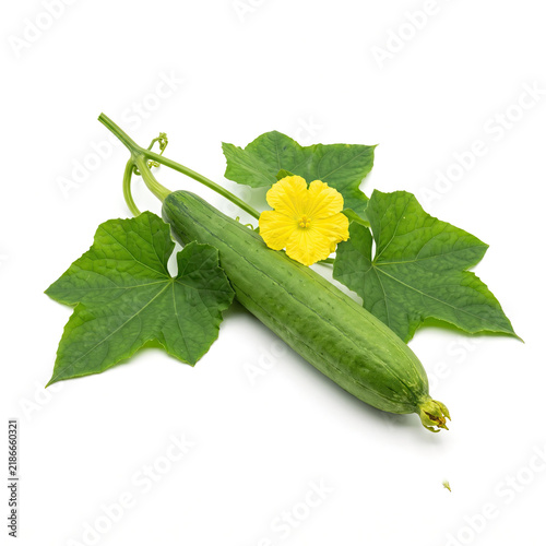 Fresh green luffa gourd with vibrant yellow flower and leaves