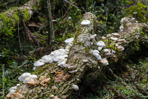 Clusters of wild white oyster mushrooms growing on a mossy log in Serra Gaucha, Sao Francisco de Paula, Brazil