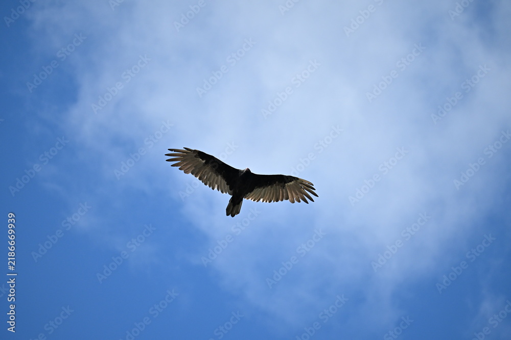Fototapeta premium vulture in flight