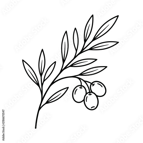 Olive branch with olives and leaves, line art
