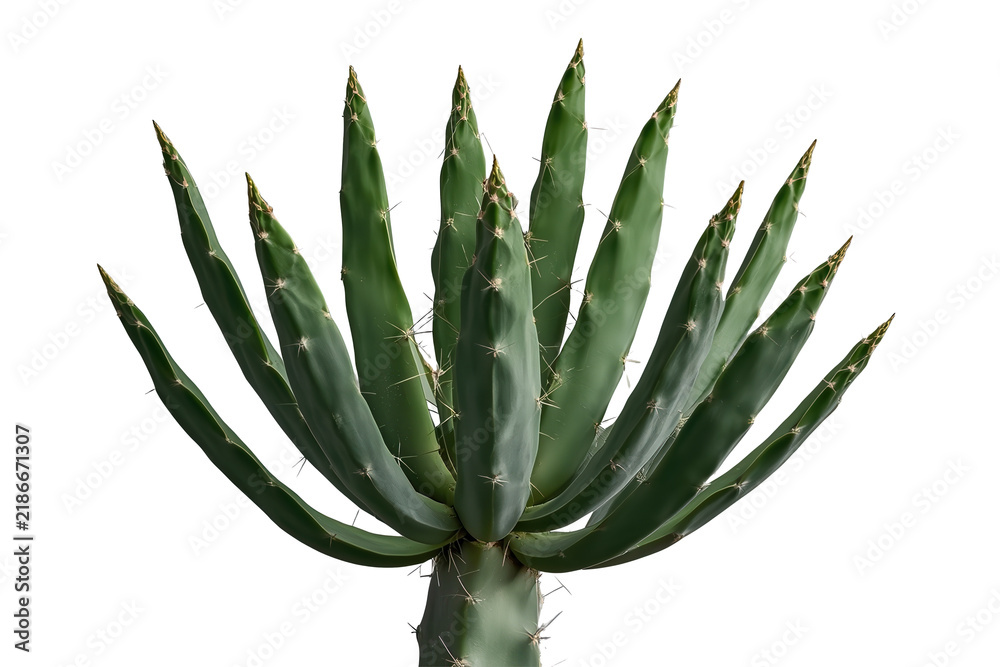 Fototapeta premium Green agave succulent plant