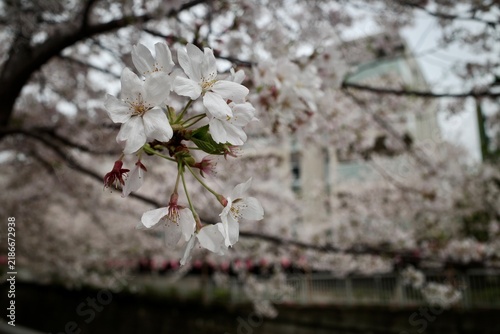 Foto cherry tree blossom