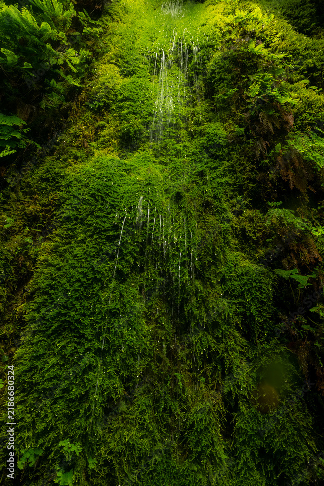 Obraz premium Moss Filters Small Waterfall In Fern Canyon