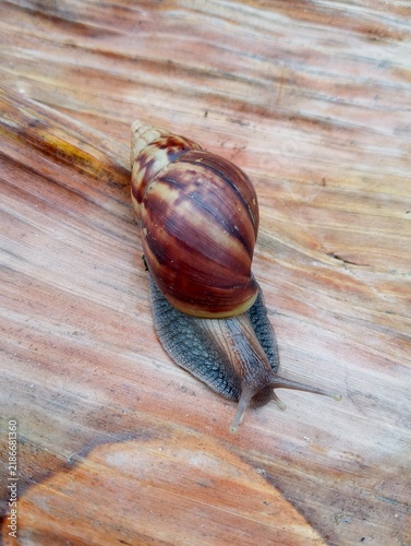 фотографія Top view flat lay of a Giant African Snail (Lissachatina fulica) on a brown drie