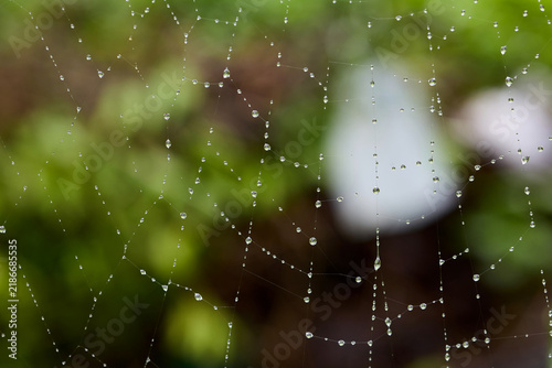 Delicate spiderweb with sparkling drops of water
